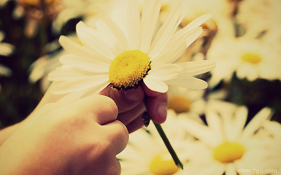 自然唯美花卉高清壁纸大图