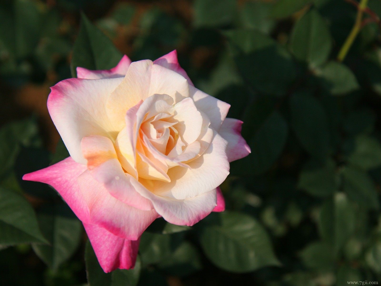 自然小清新花卉唯美壁纸