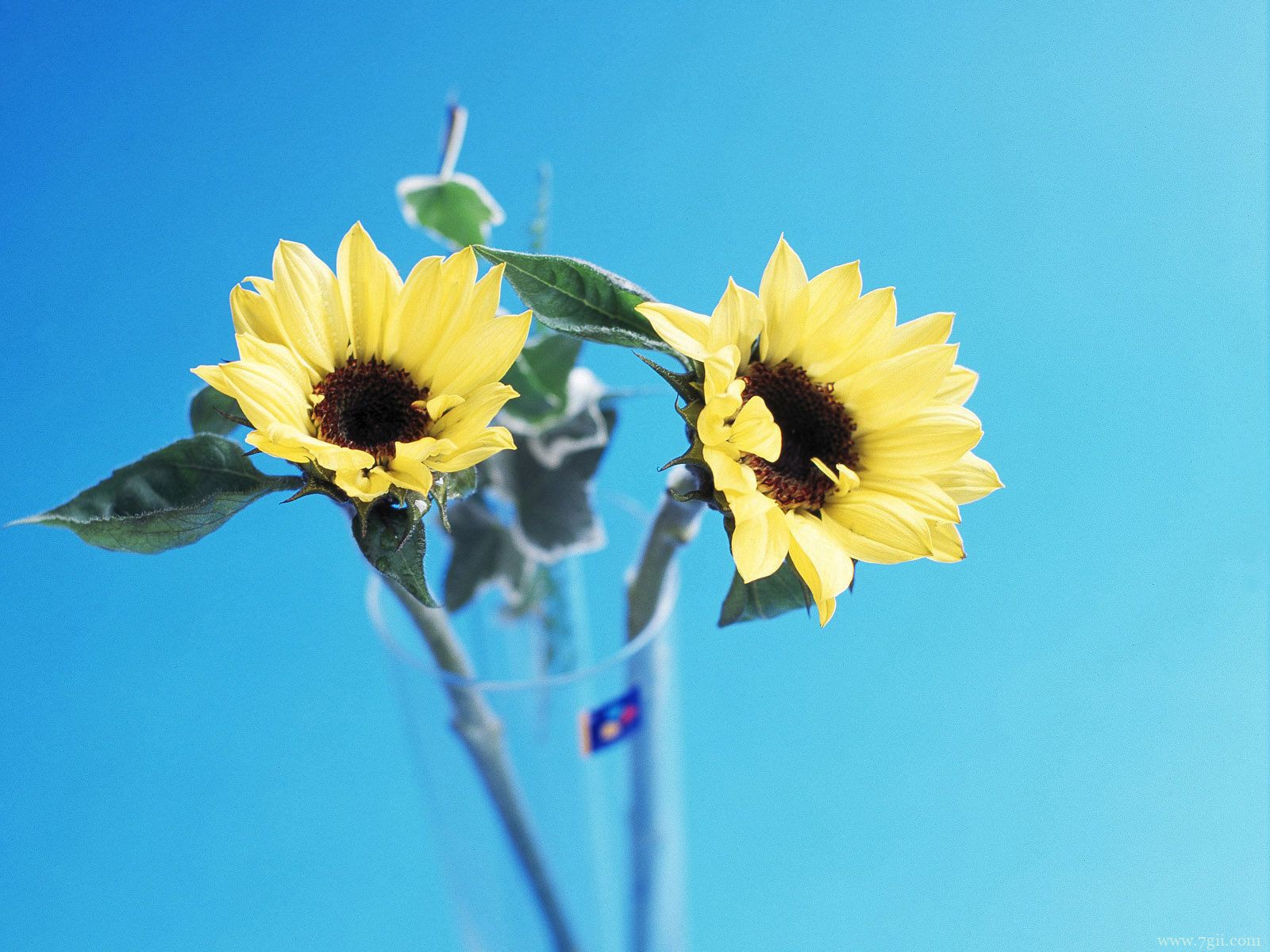 自然小清新花卉唯美壁纸