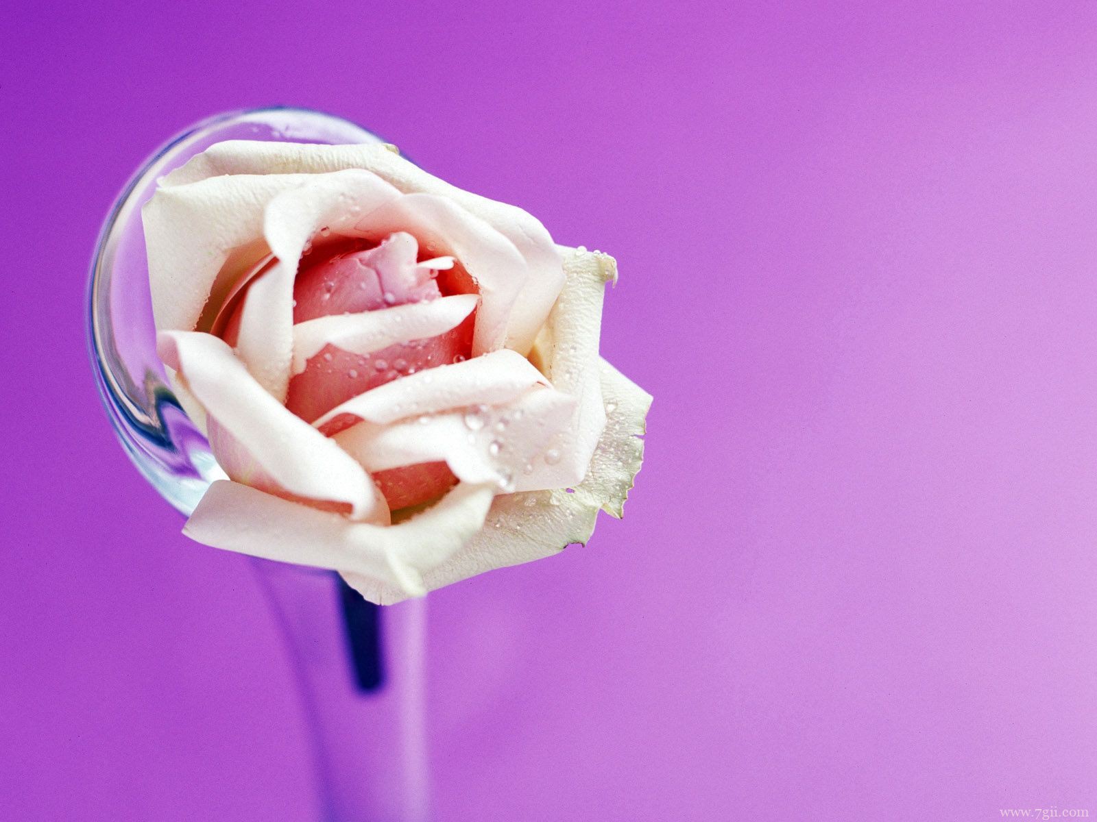 自然小清新花卉唯美壁纸