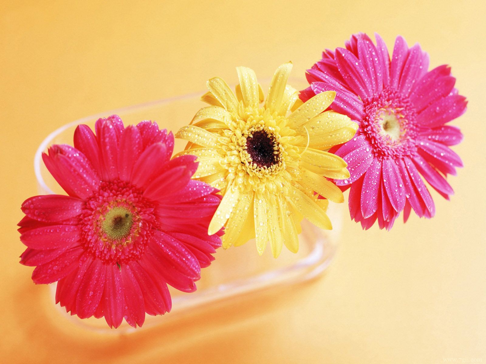 自然小清新花卉唯美壁纸