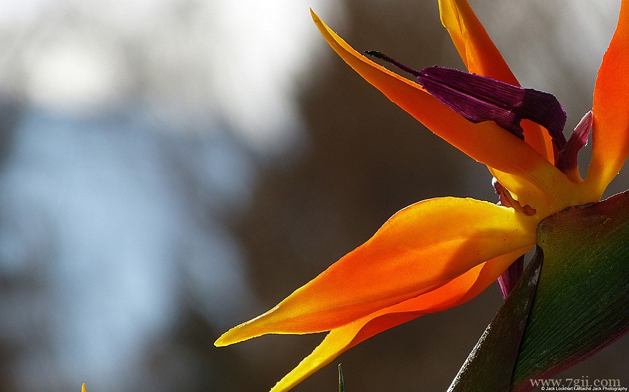 阳光下自然唯美花蕾花卉壁纸