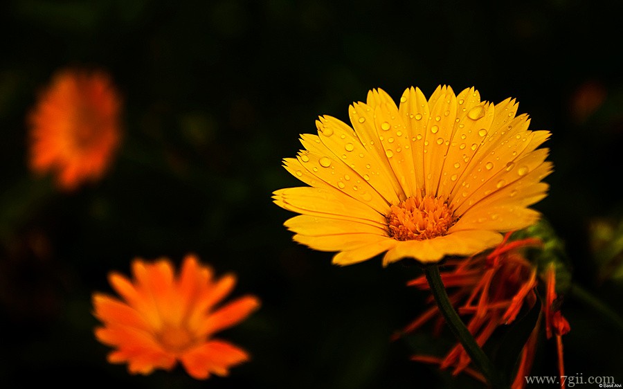 阳光下自然唯美花蕾花卉壁纸