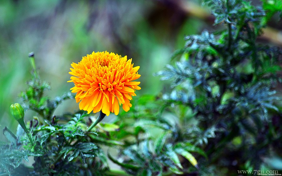 阳光下自然唯美花蕾花卉壁纸