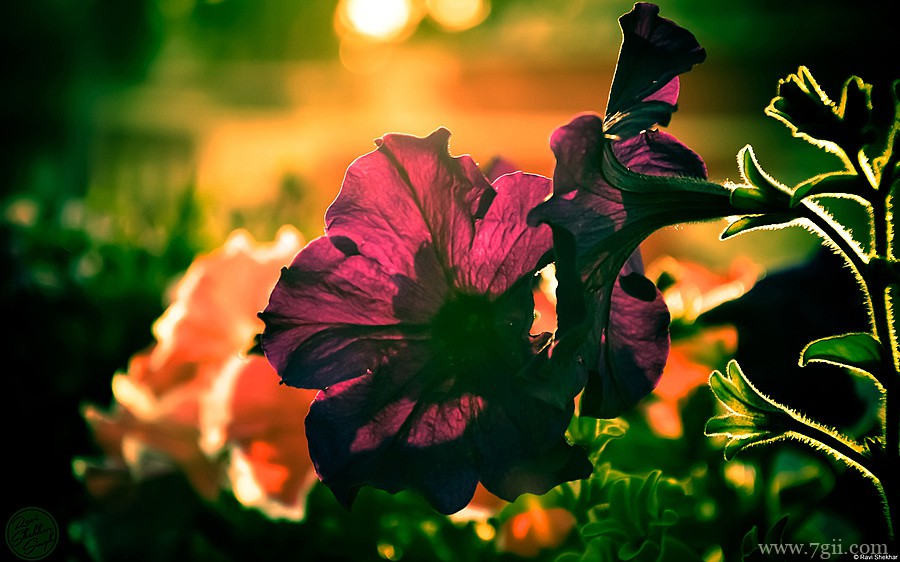 阳光下自然唯美花蕾花卉壁纸