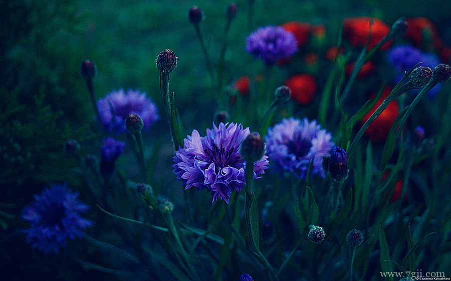 阳光下自然唯美花蕾花卉壁纸