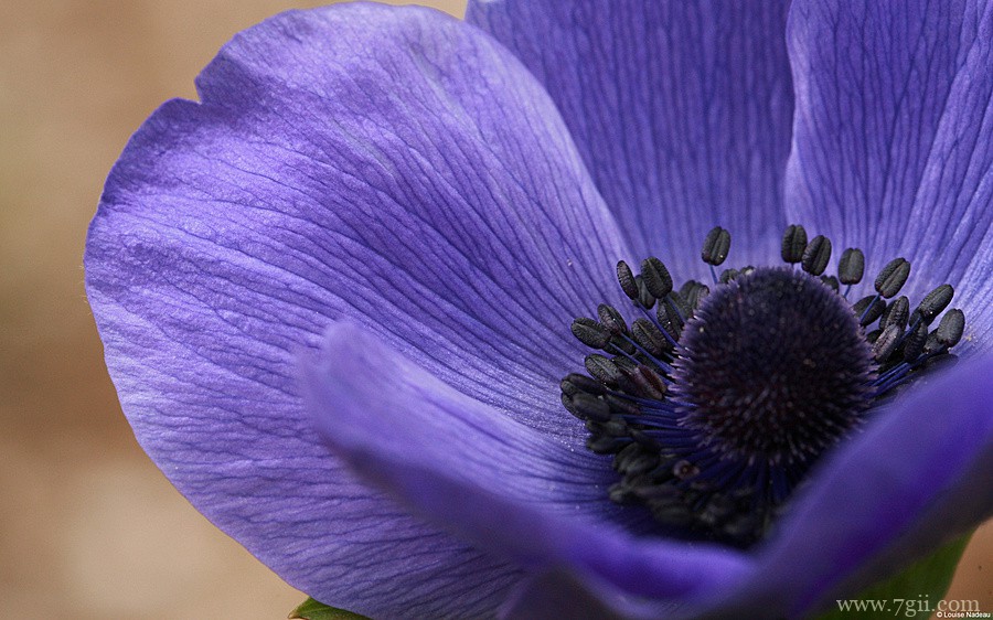 阳光下自然唯美花蕾花卉壁纸