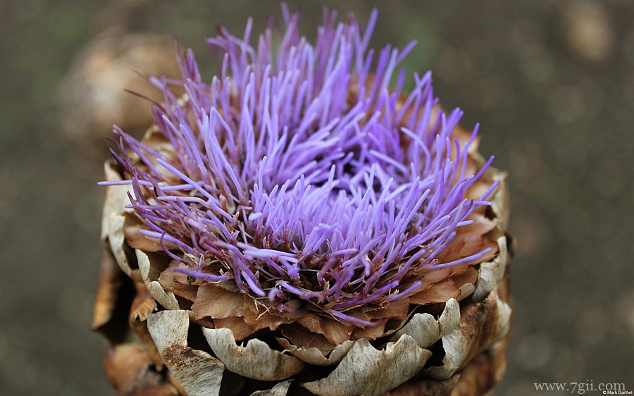 阳光下自然唯美花蕾花卉壁纸