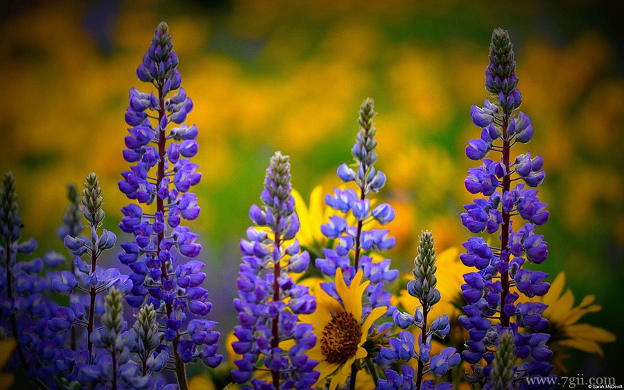 阳光下自然唯美花蕾花卉壁纸