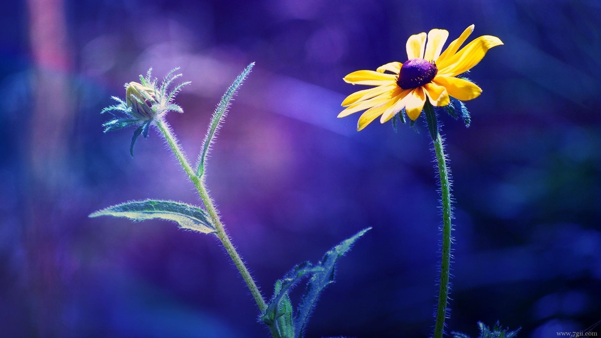 小清新花卉电脑风景壁纸