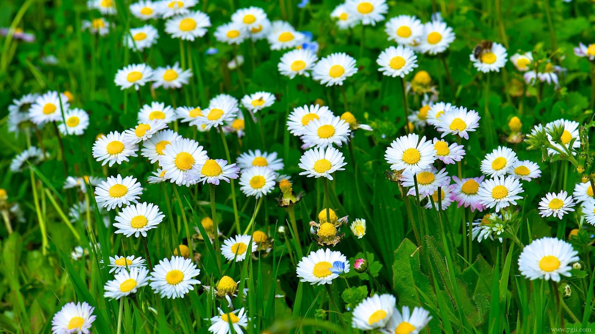 小清新花卉电脑风景壁纸