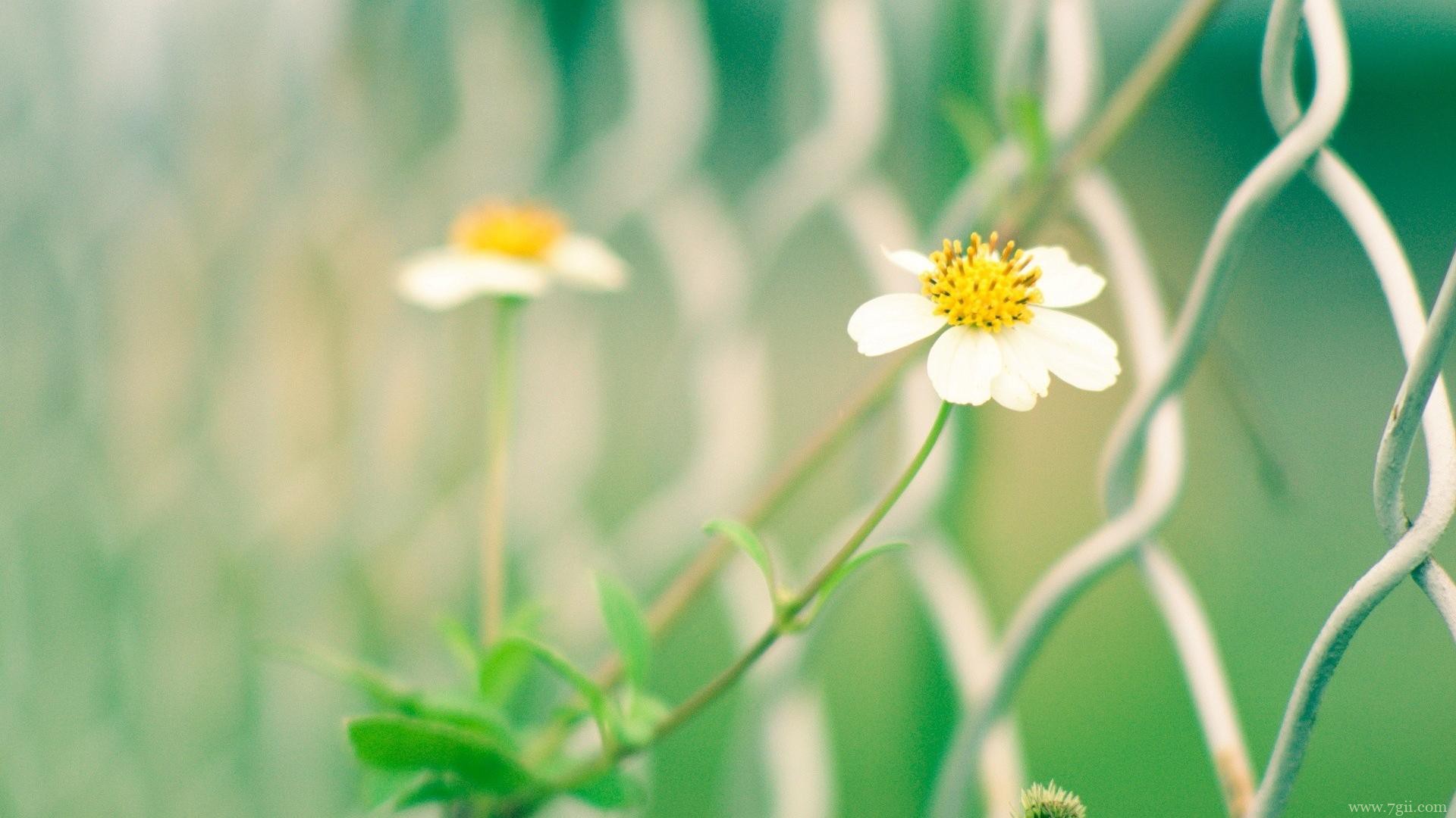 小清新花卉电脑风景壁纸
