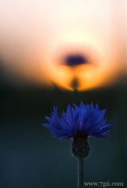 清新花卉意境图片大全