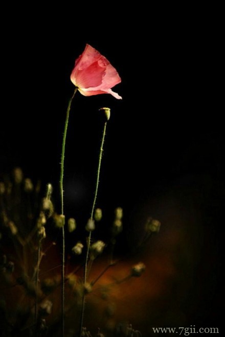 清新花卉意境图片大全