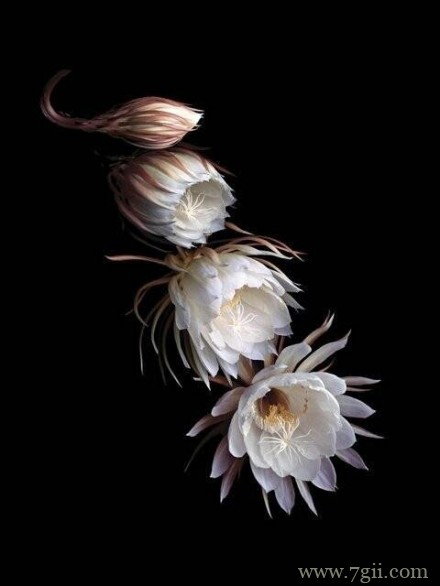 清新花卉意境图片大全