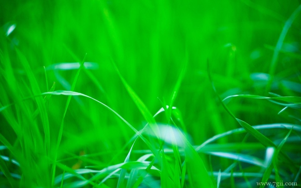 精选紫色花卉高清绿色壁纸