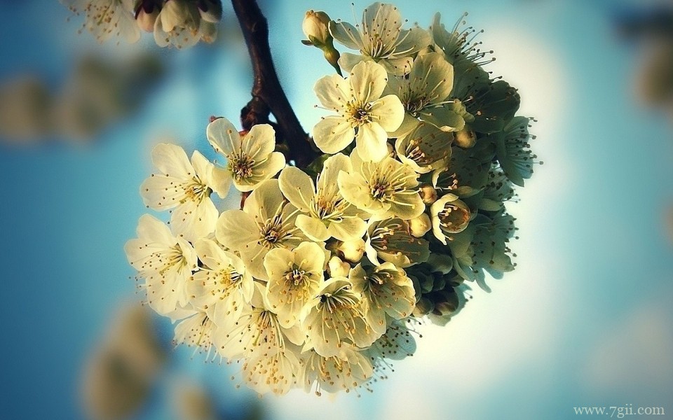 精选紫色花卉高清绿色壁纸