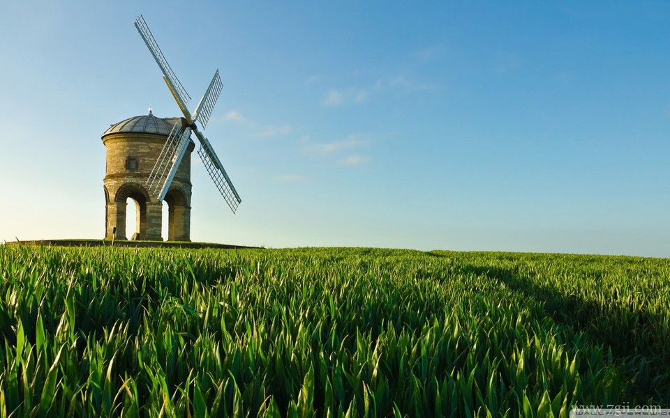 精选紫色花卉高清绿色壁纸