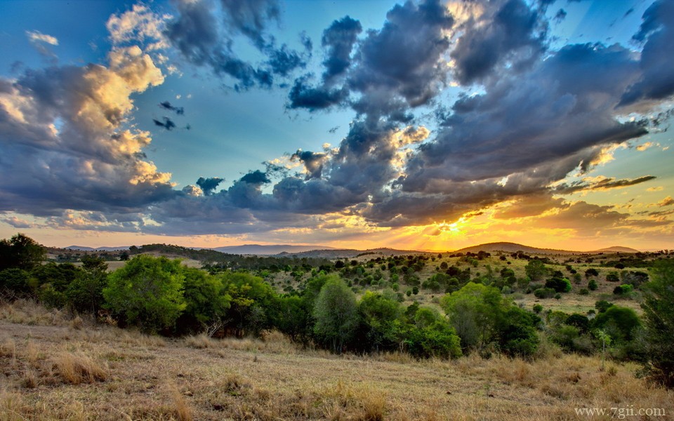 精选紫色花卉高清绿色壁纸