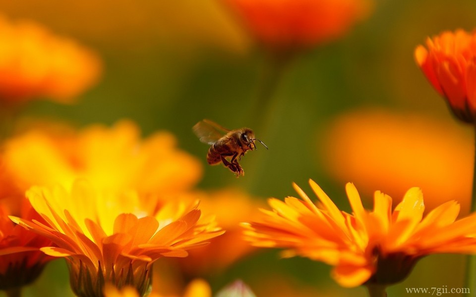 精选紫色花卉高清绿色壁纸