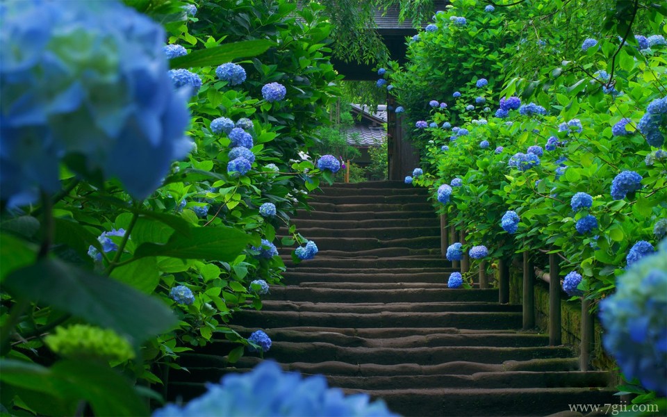 精选紫色花卉高清绿色壁纸