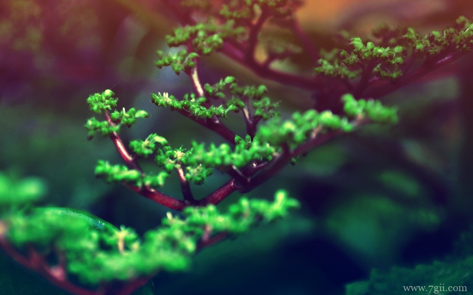 精选紫色花卉高清绿色壁纸