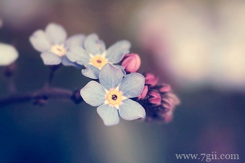 清新花卉唯美意境图片大全