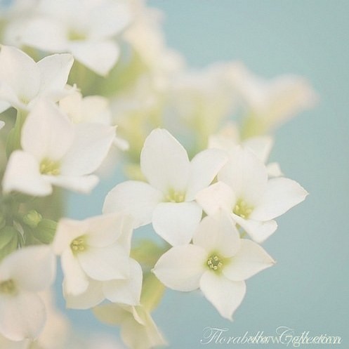 清新花卉唯美意境图片大全