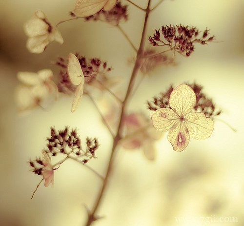 清新花卉唯美意境图片大全