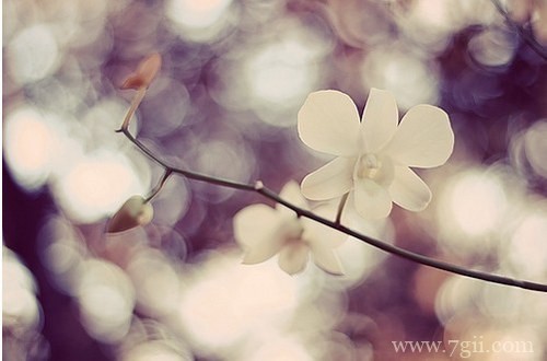 清新花卉唯美意境图片大全