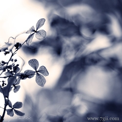 清新花卉唯美意境图片大全