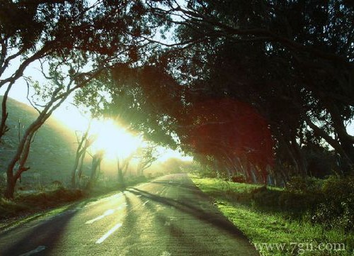 春天清新花卉风景图片大全(1 /6 )