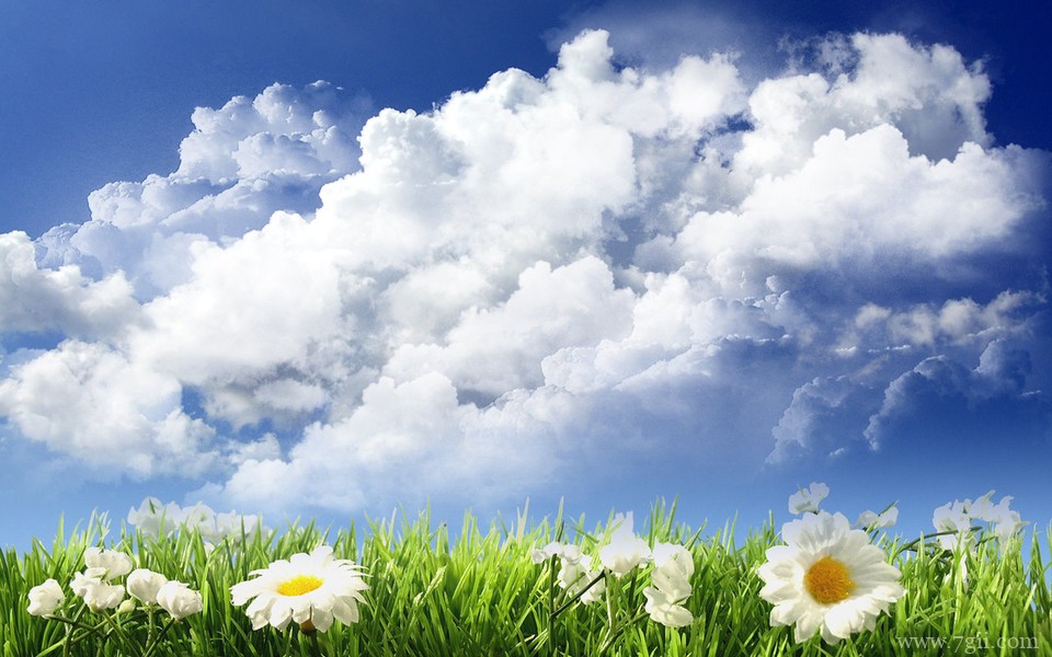 姹紫嫣红的小清新花卉壁纸