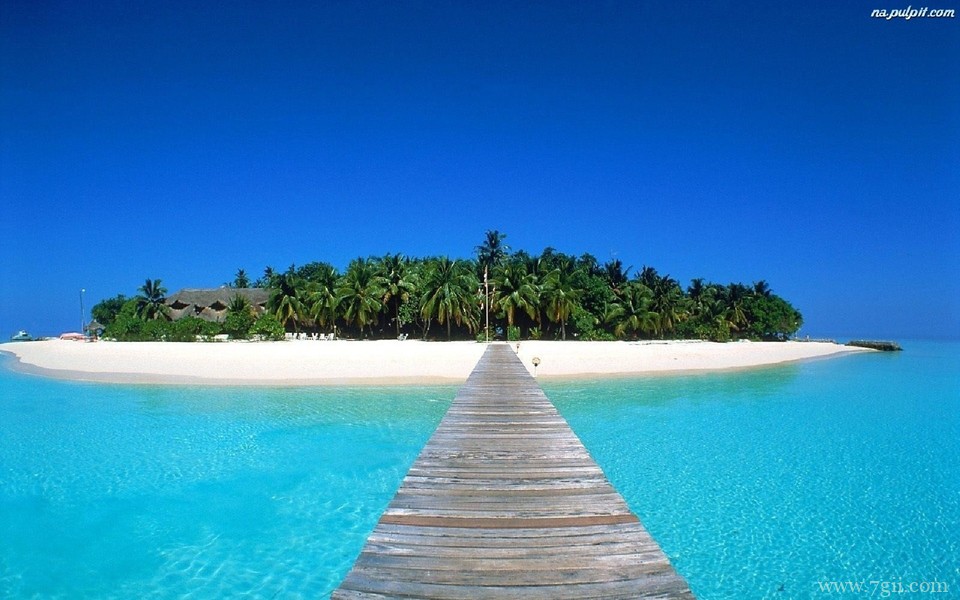 姹紫嫣红的小清新花卉壁纸