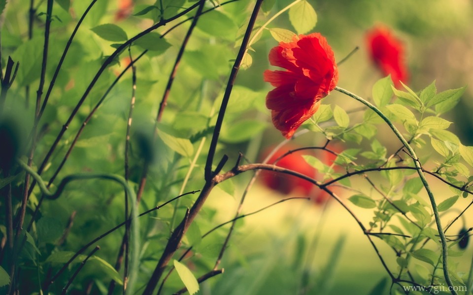 姹紫嫣红的小清新花卉壁纸