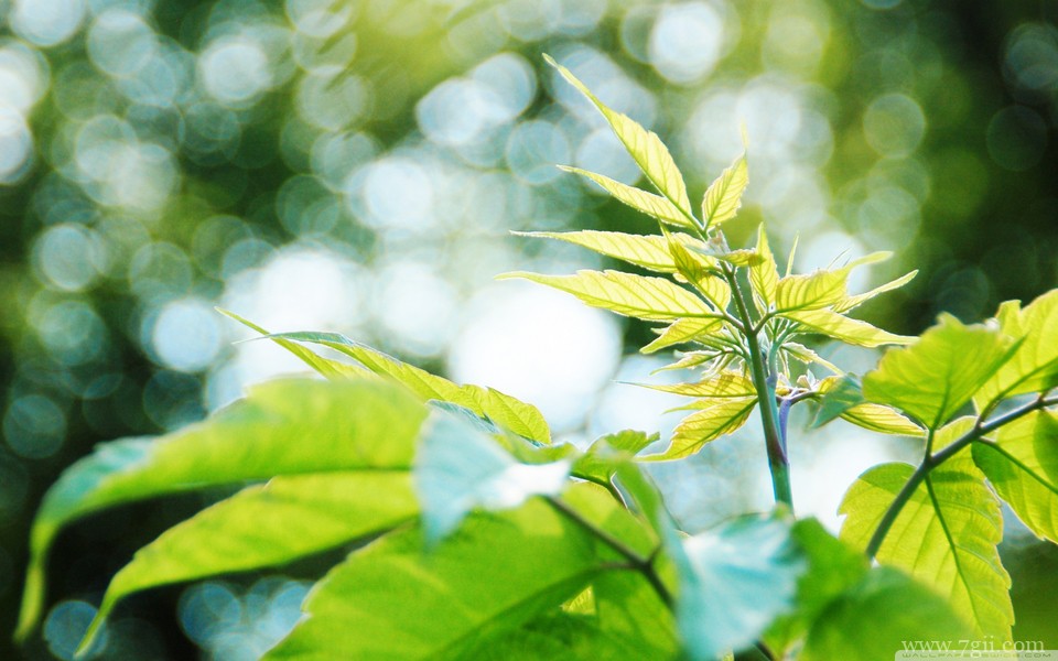 姹紫嫣红的小清新花卉壁纸