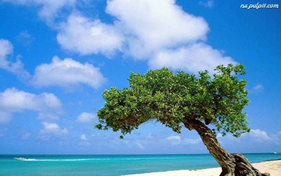 姹紫嫣红的小清新花卉壁纸