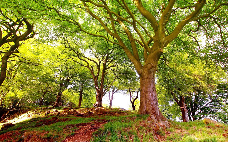 姹紫嫣红的小清新花卉壁纸