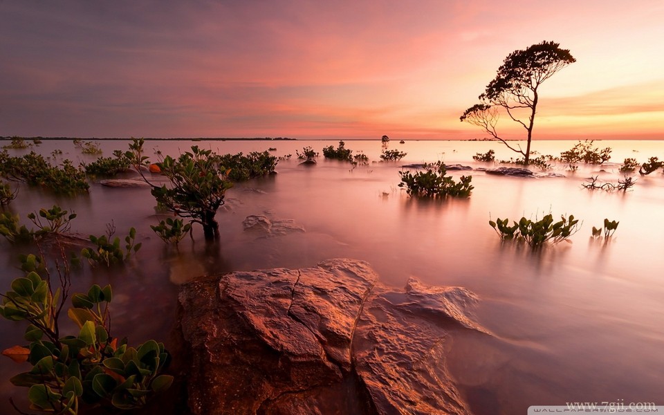 姹紫嫣红的小清新花卉壁纸