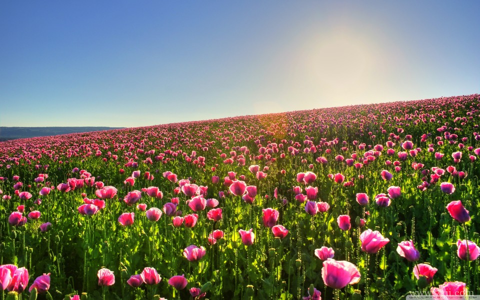 姹紫嫣红的小清新花卉壁纸