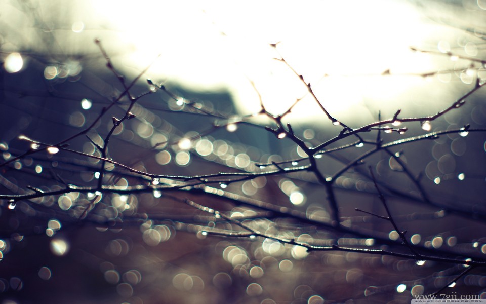 唯美紫色室内花卉壁纸高清