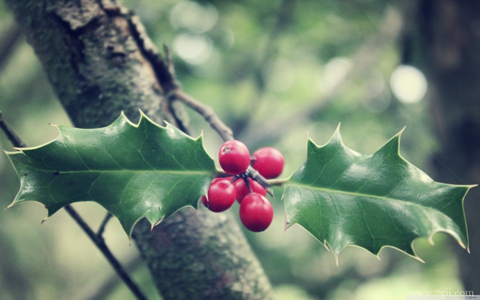 唯美紫色室内花卉壁纸高清