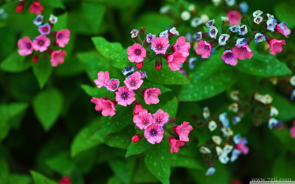 唯美紫色室内花卉壁纸高清