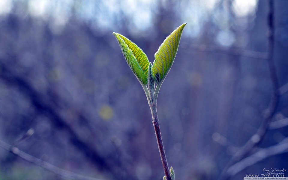 唯美紫色室内花卉壁纸高清