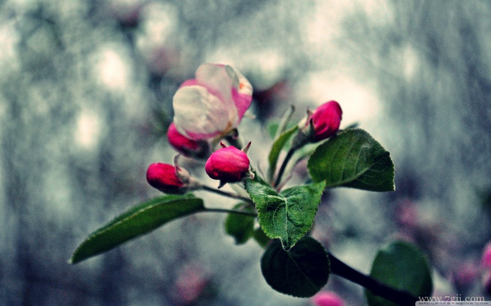 唯美紫色室内花卉壁纸高清