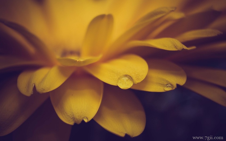 唯美紫色室内花卉壁纸高清