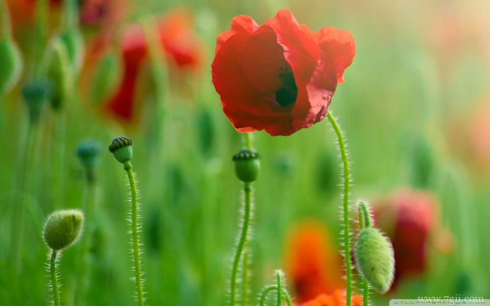 唯美紫色室内花卉壁纸高清