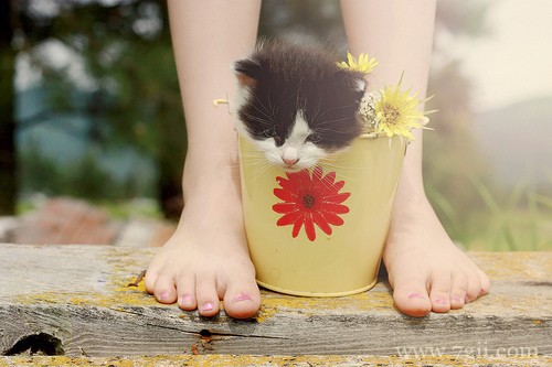 小清新唯美花卉风景图片