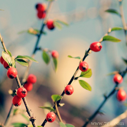 小清新唯美花卉风景图片