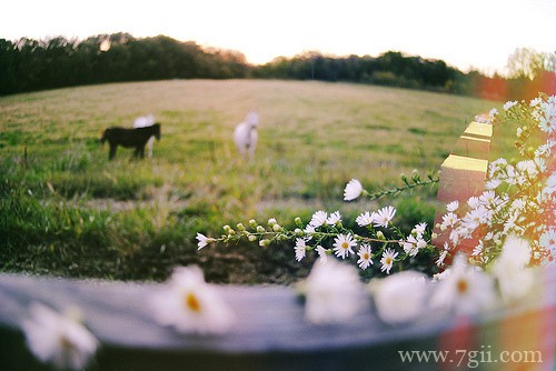 小清新唯美花卉风景图片